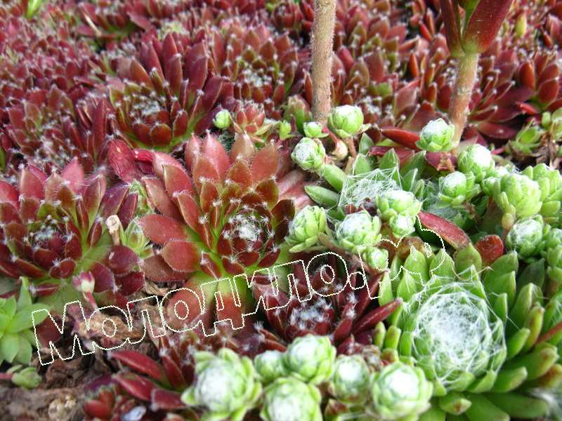 Sempervivum