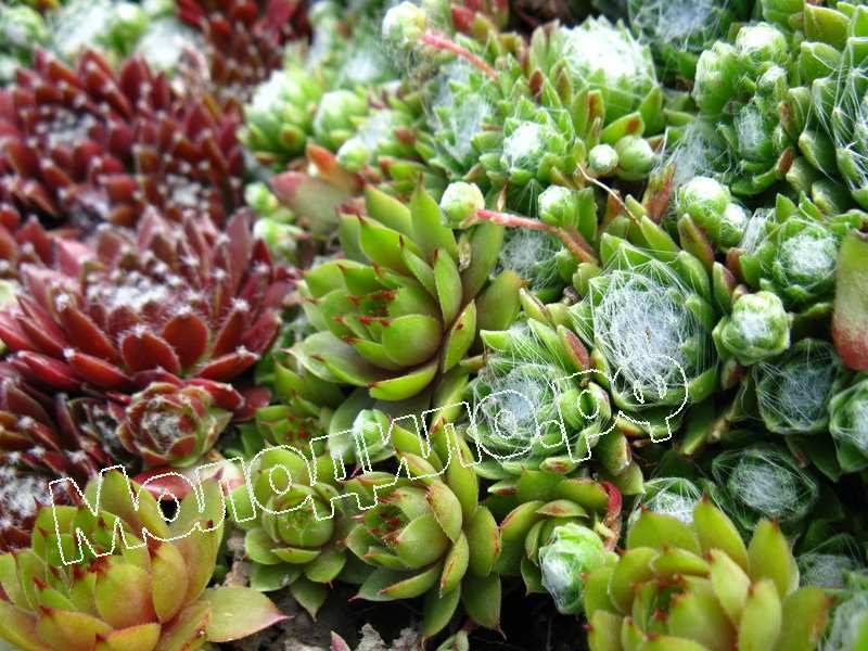 Sempervivum