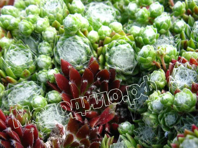 Sempervivum