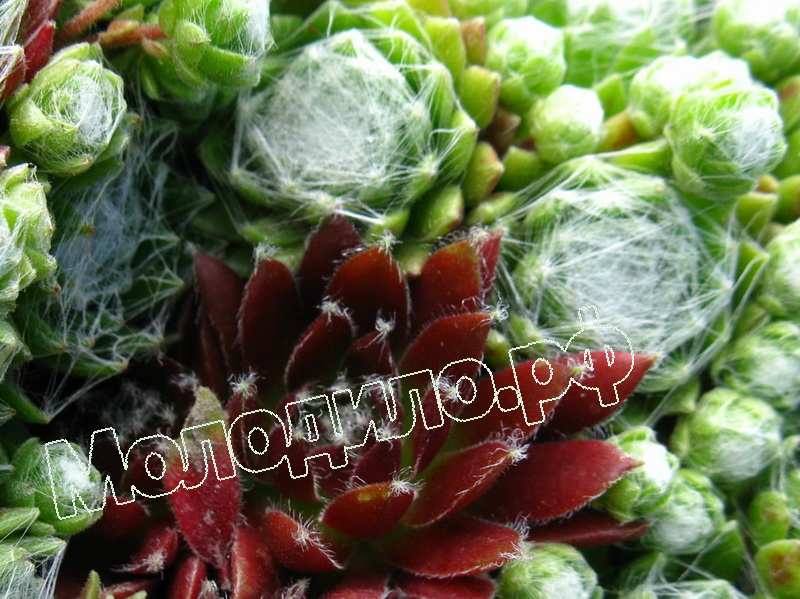 Sempervivum