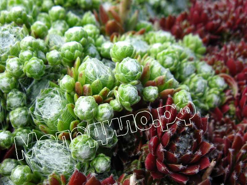 Sempervivum