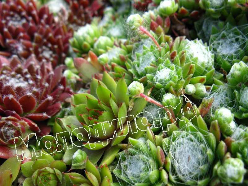 Sempervivum