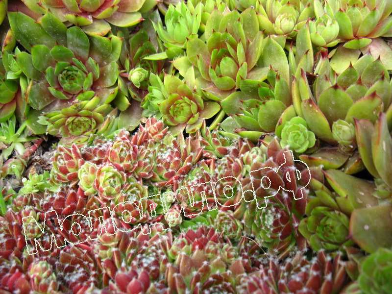 Sempervivum