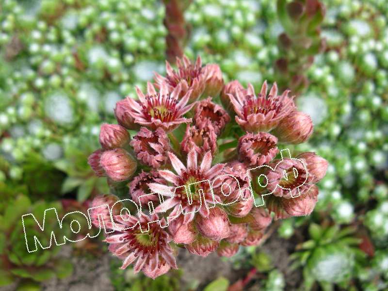 Sempervivum