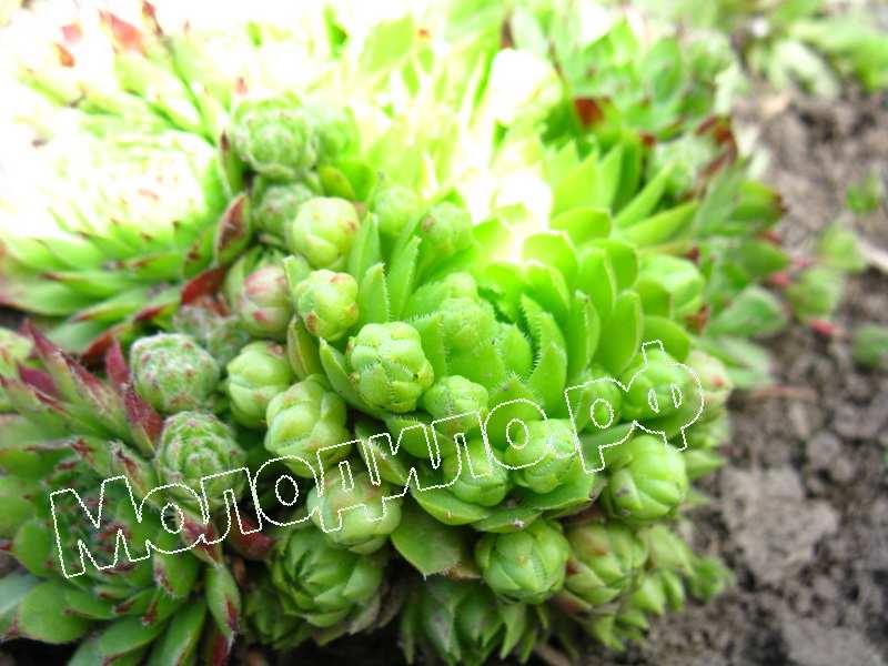 Sempervivum