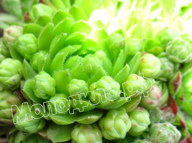 Sempervivum