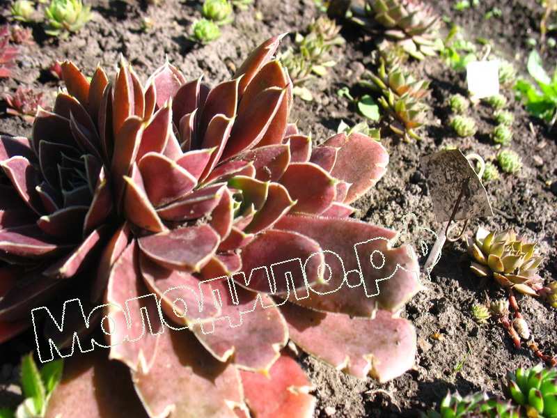 Sempervivum