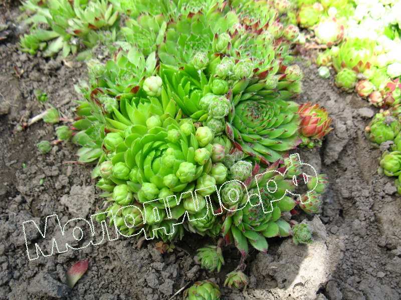 Sempervivum