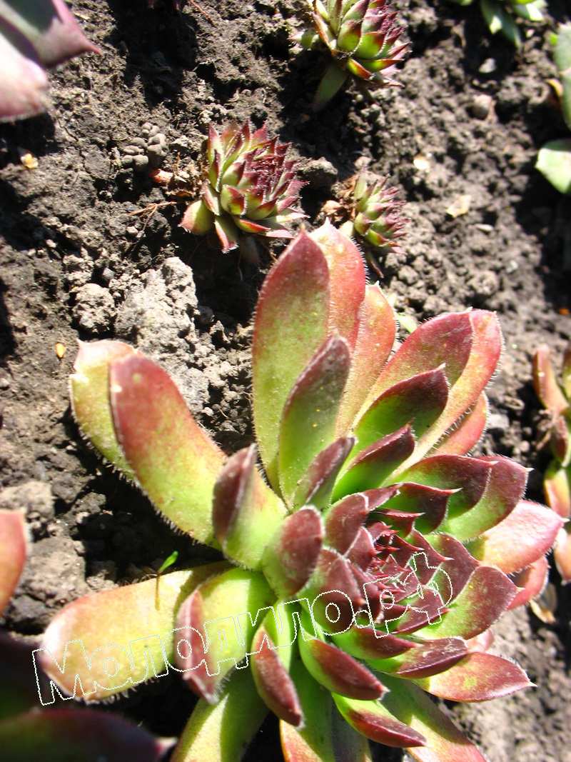 Sempervivum