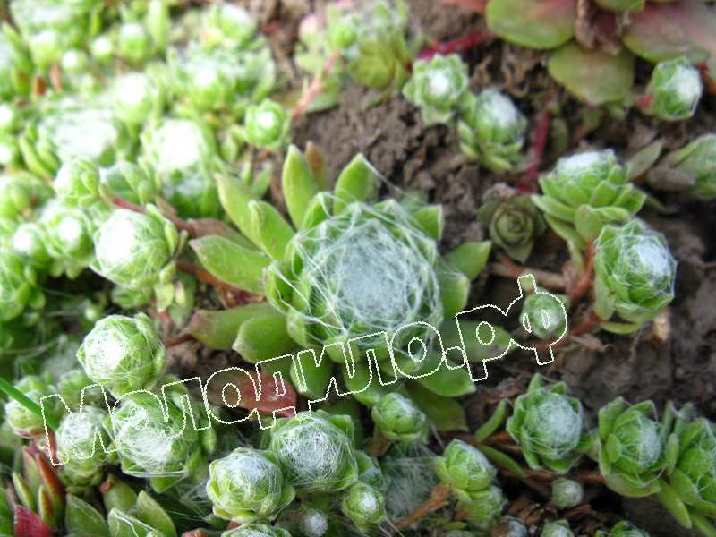 Sempervivum