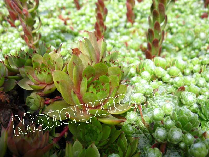 Sempervivum