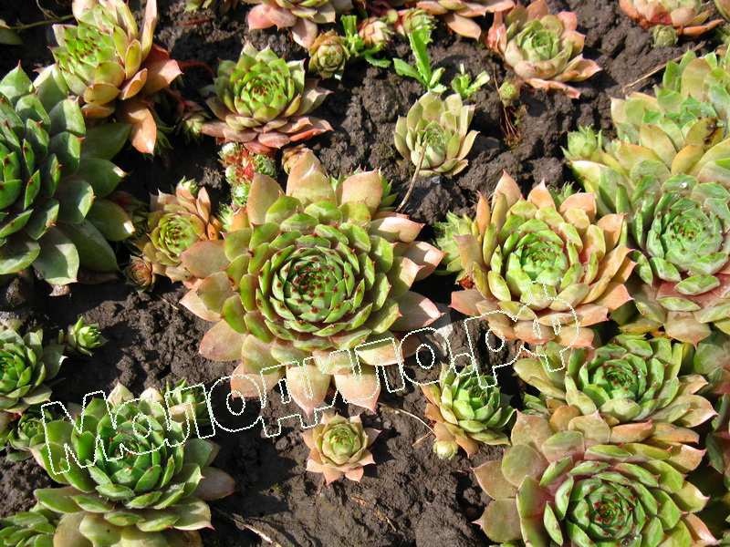 Sempervivum