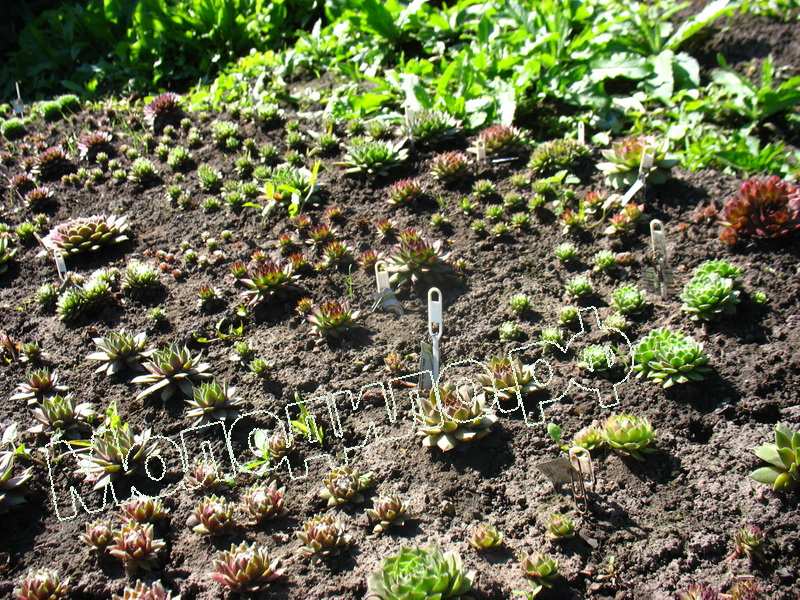 Sempervivum