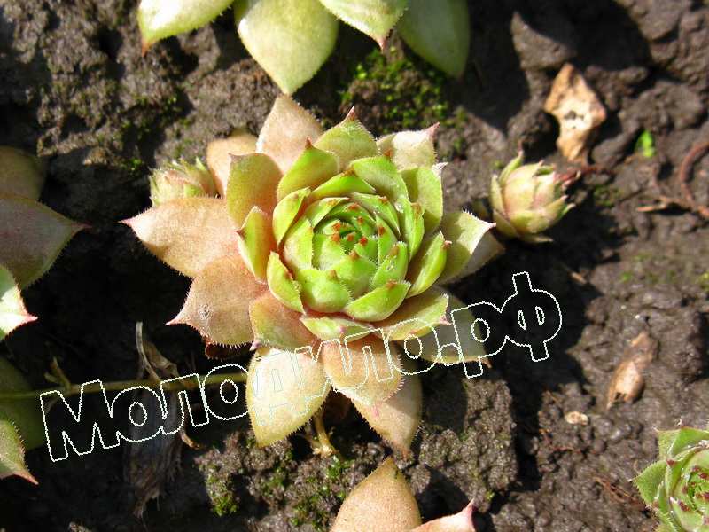 Sempervivum