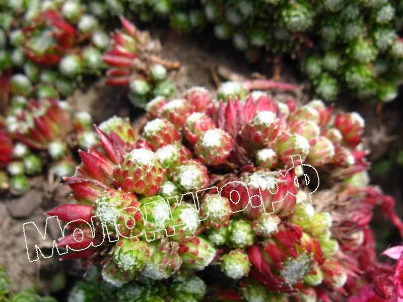 Sempervivum