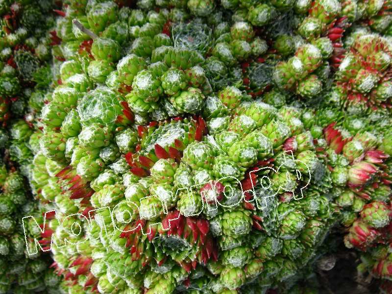 Sempervivum