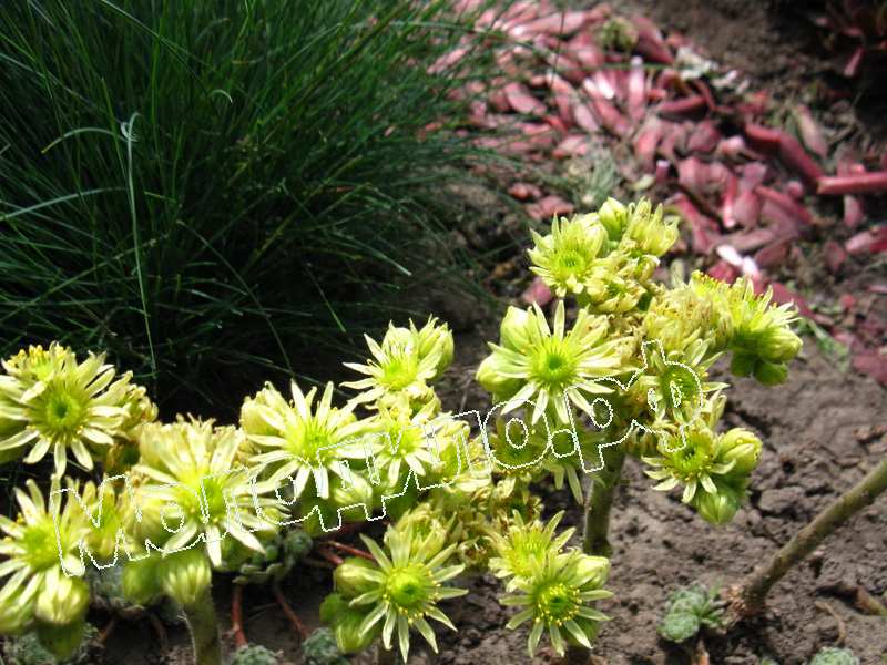 Sempervivum