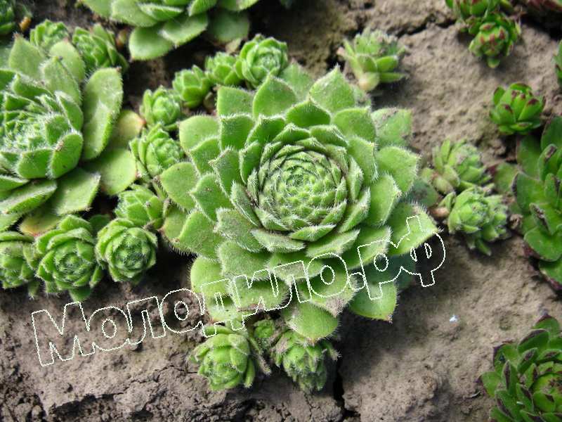 Sempervivum