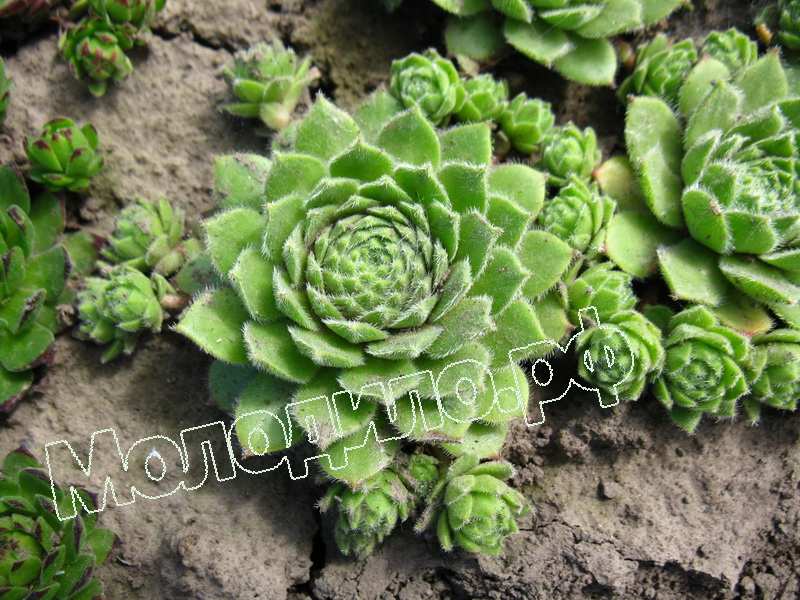 Sempervivum