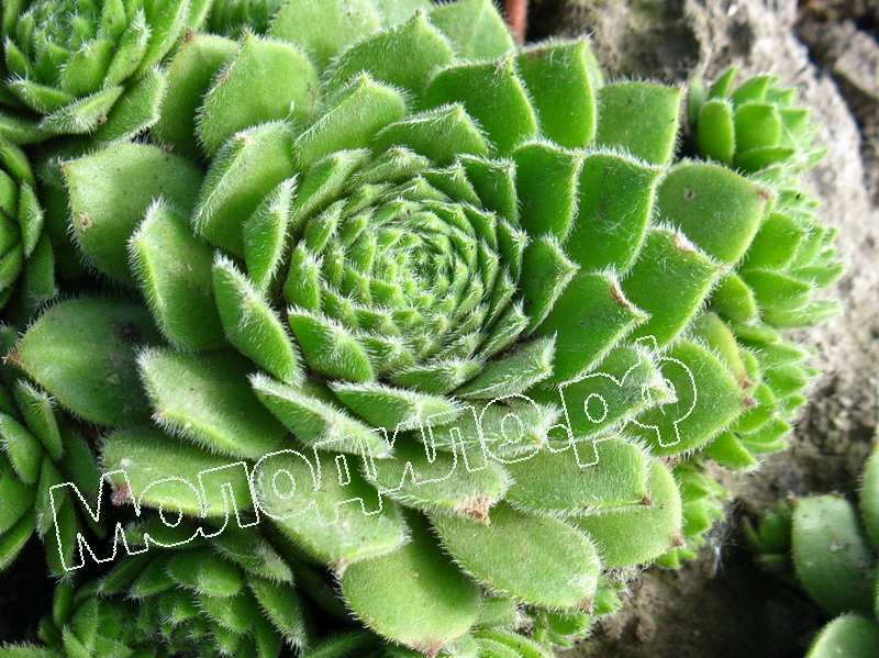 Sempervivum