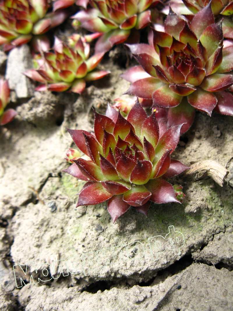 Sempervivum