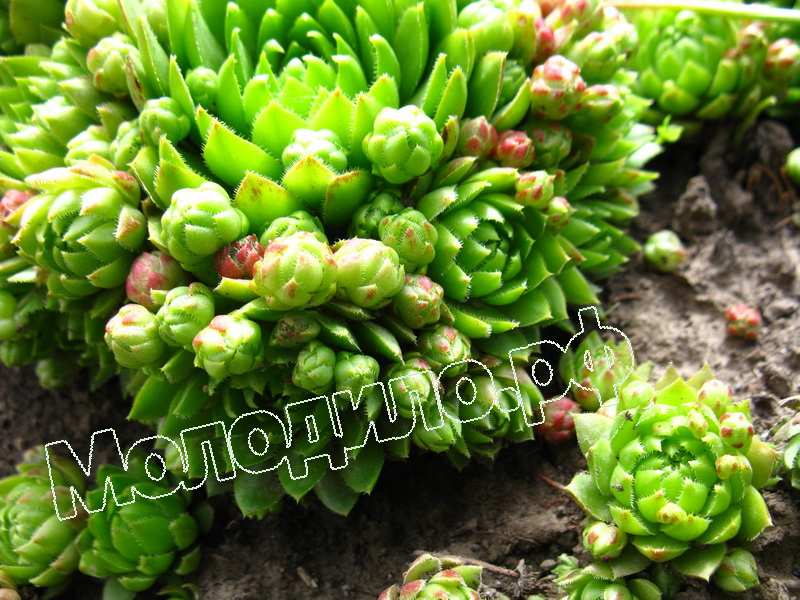 Sempervivum