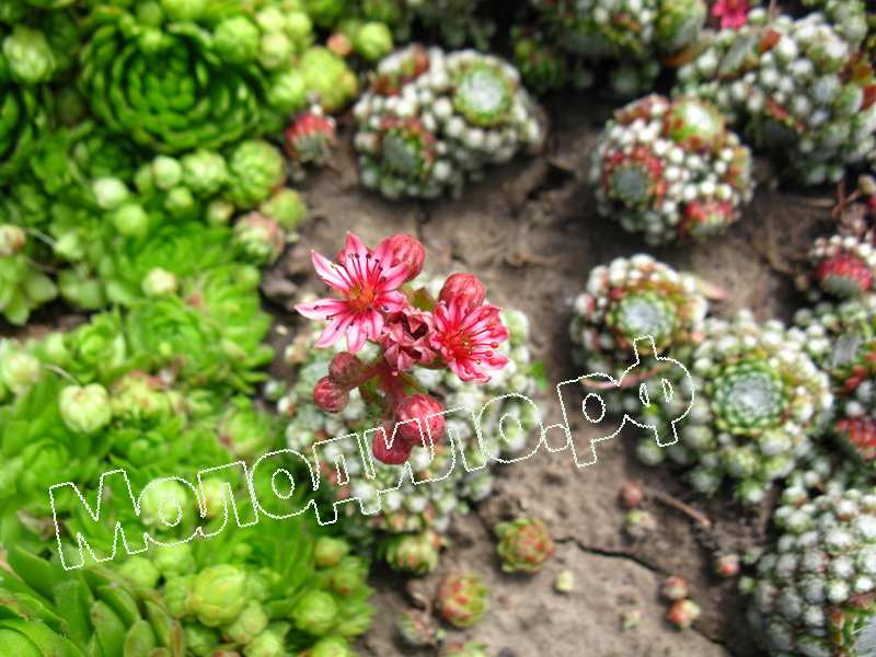 Sempervivum