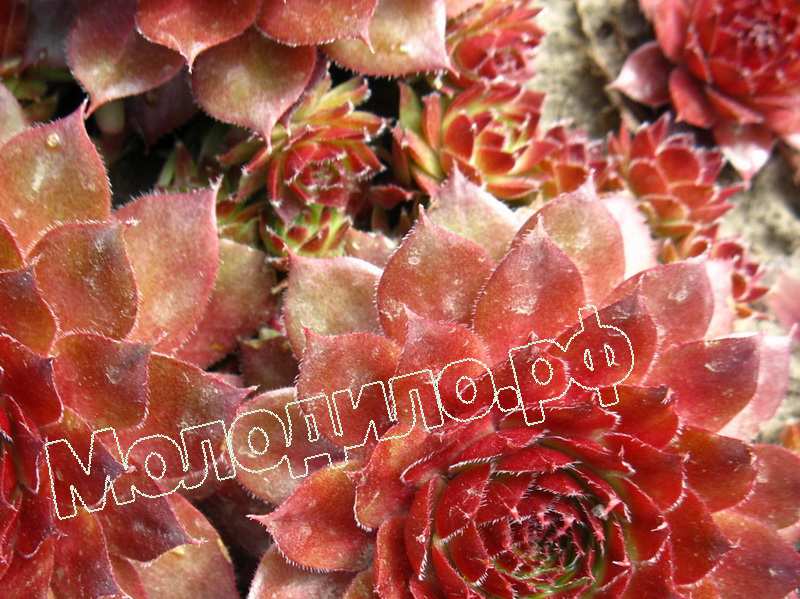 Sempervivum