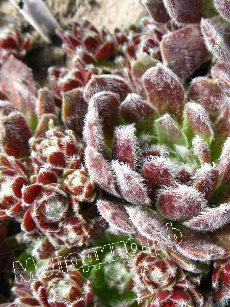 Sempervivum