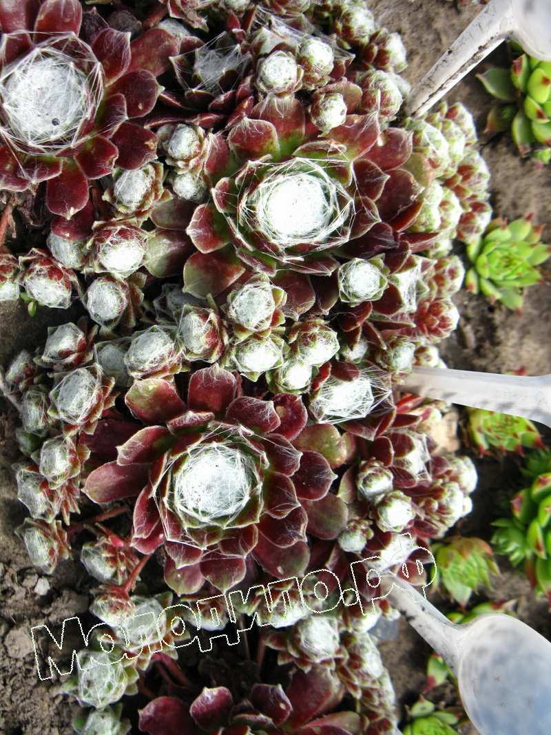 Sempervivum