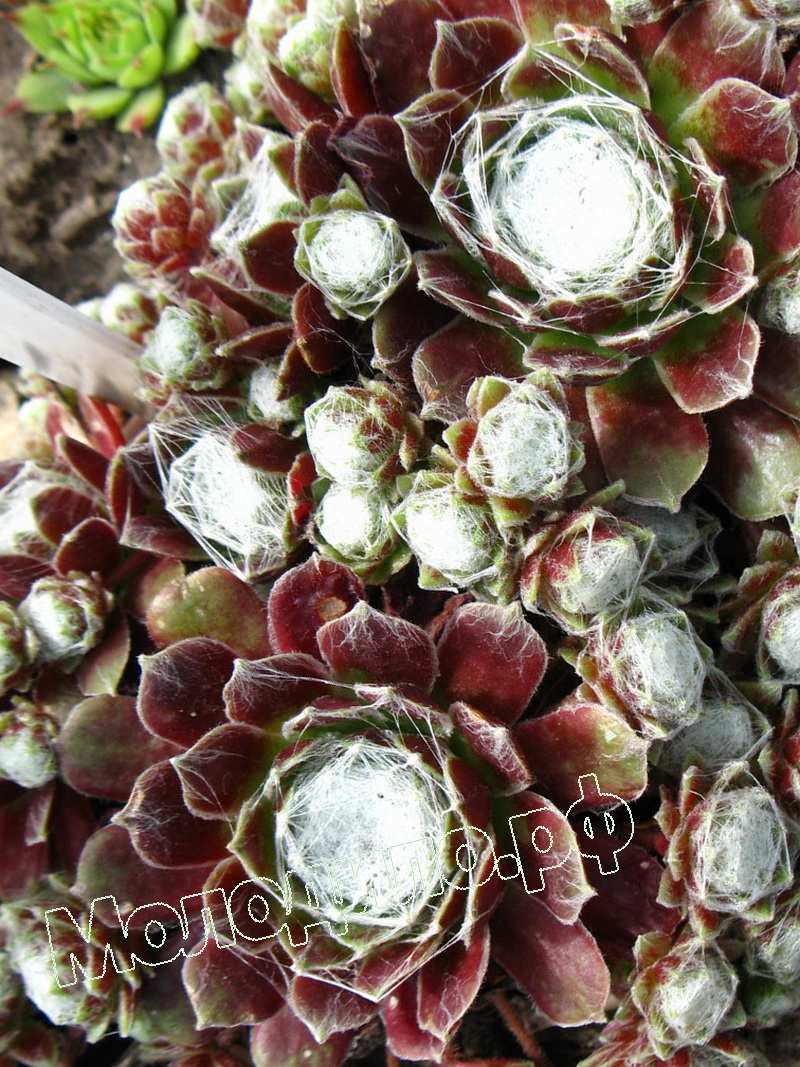 Sempervivum