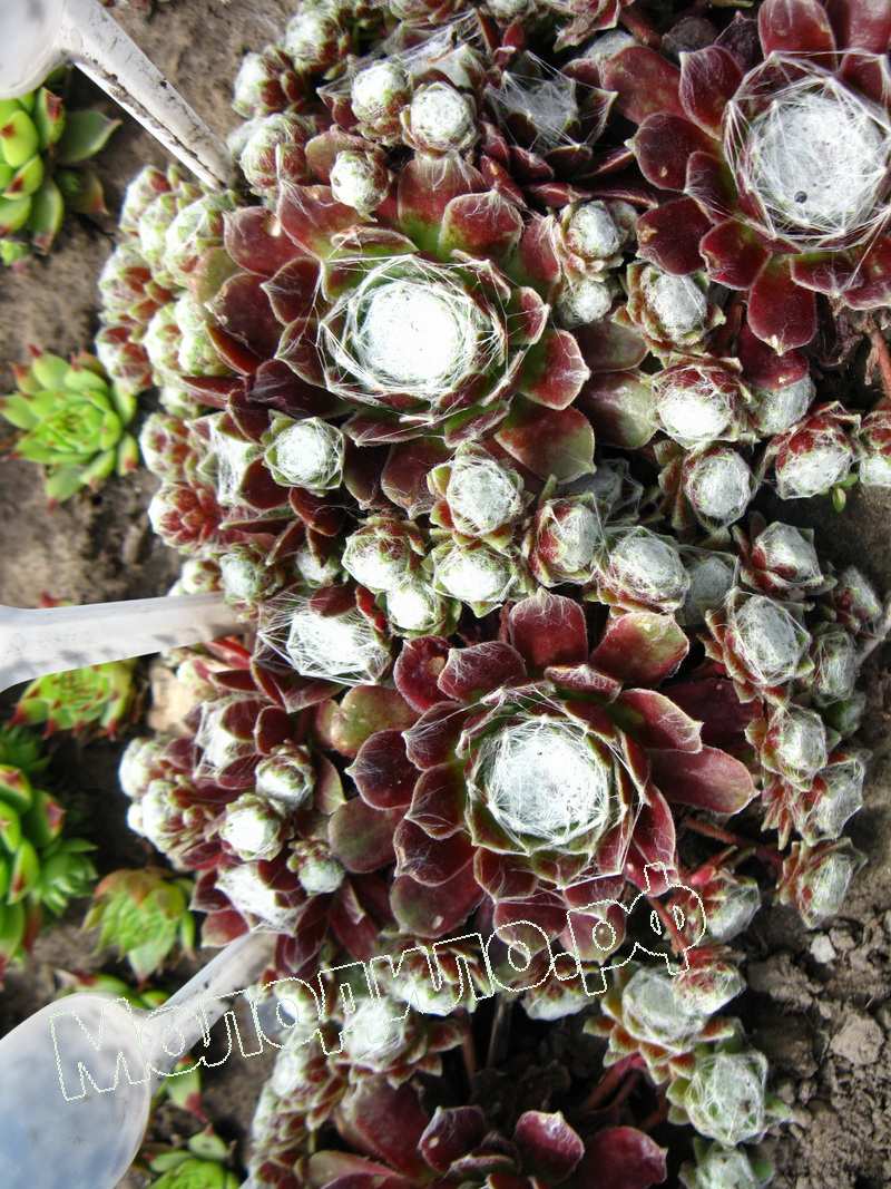 Sempervivum