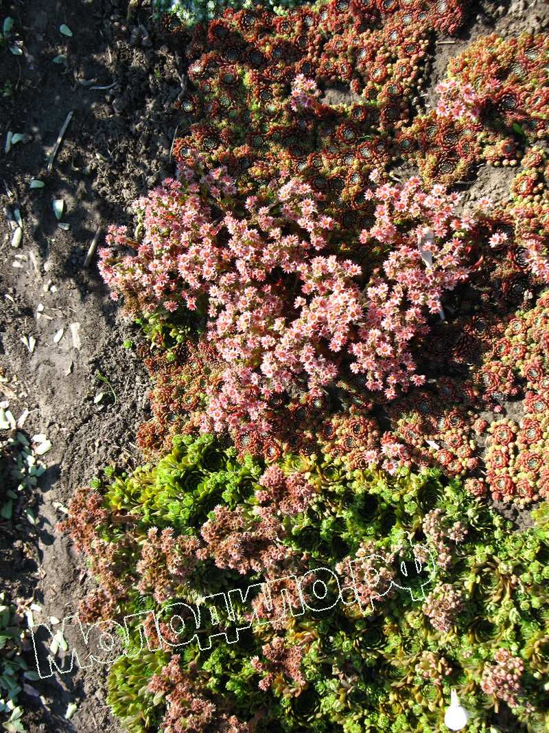 Sempervivum