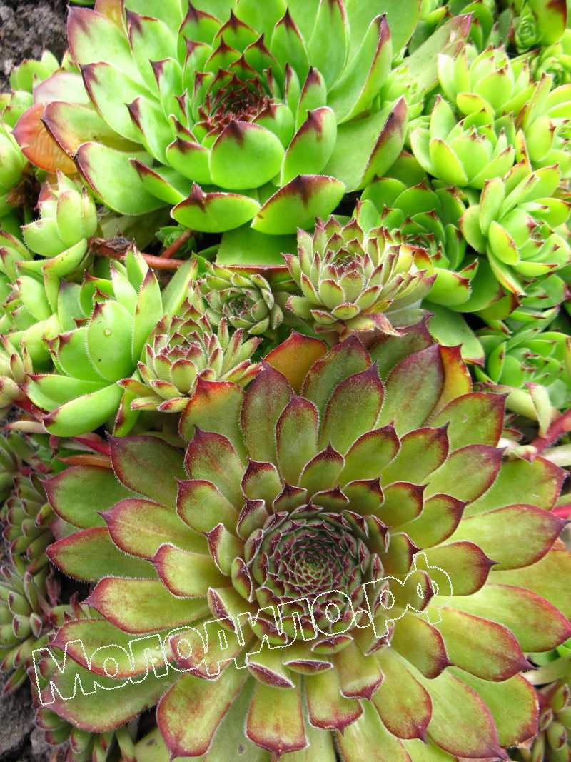 Sempervivum