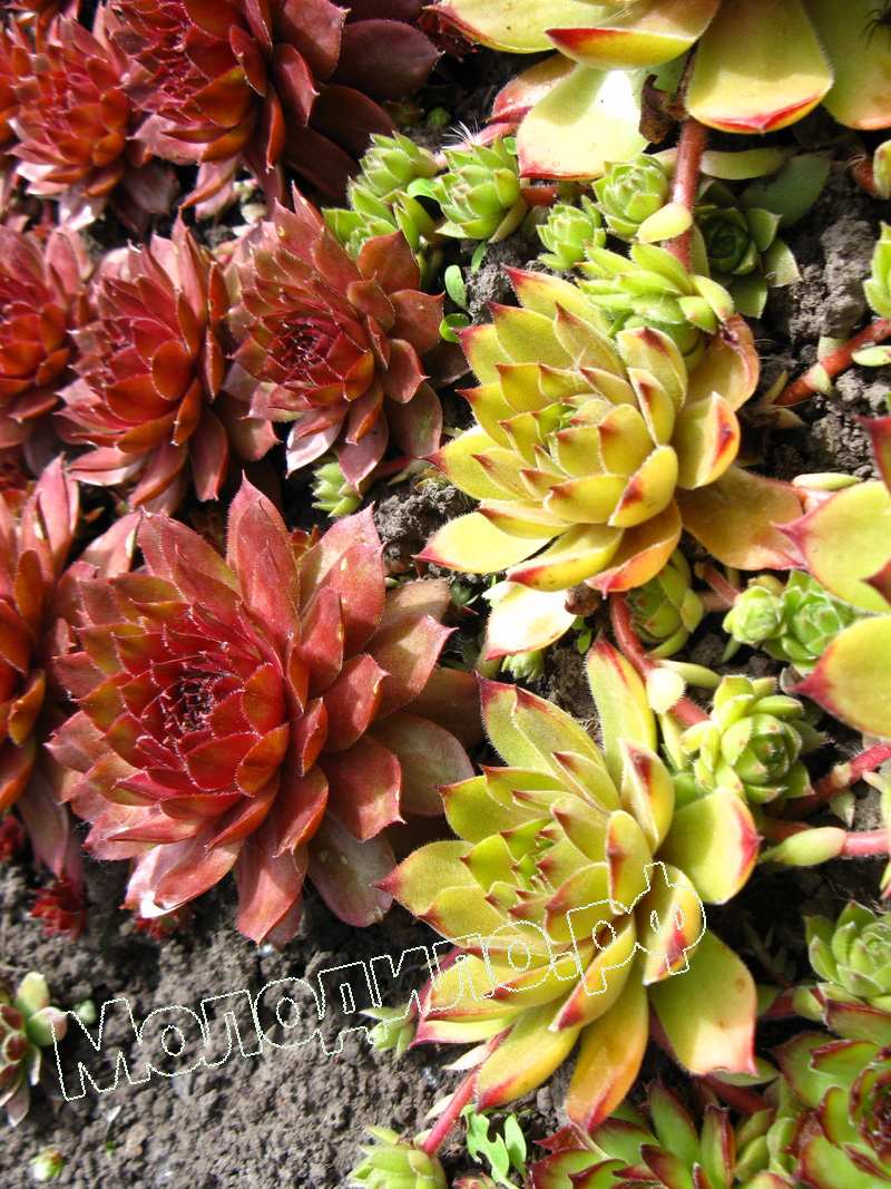 Sempervivum