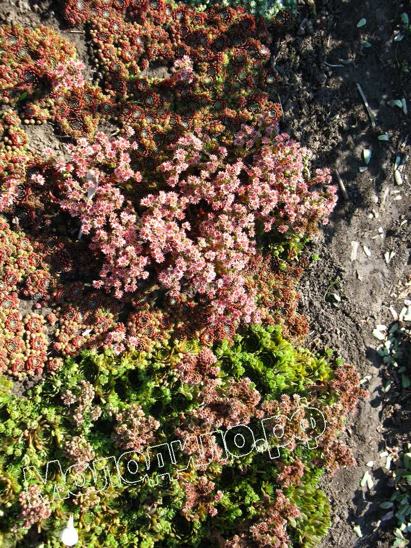 Sempervivum