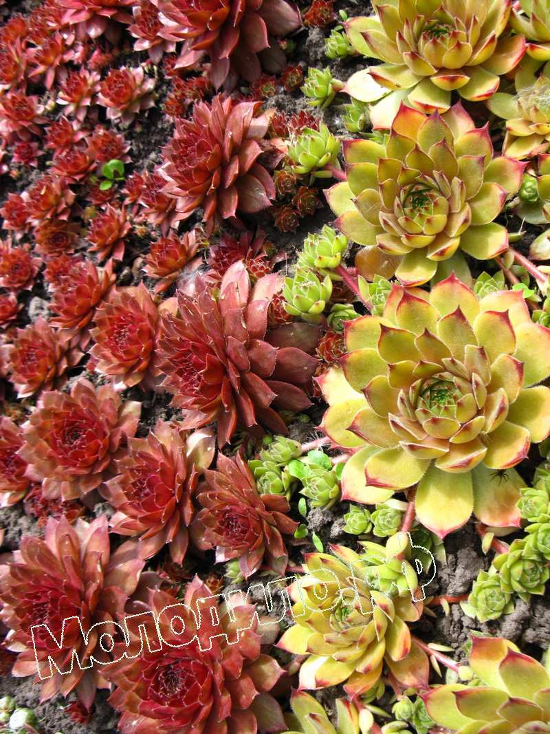 Sempervivum