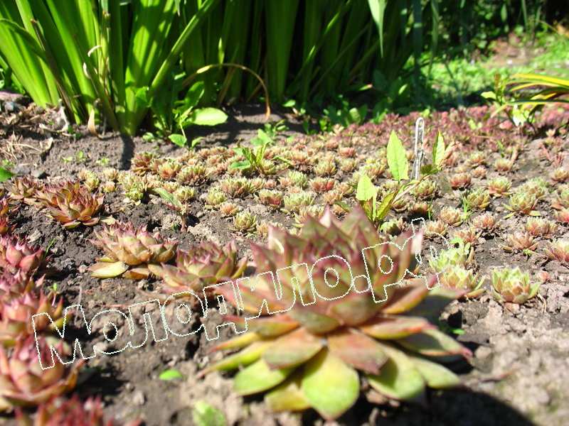 Sempervivum