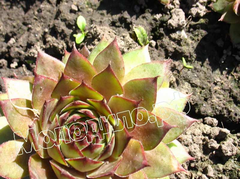 Sempervivum