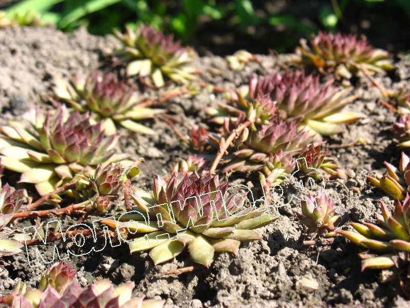 Sempervivum