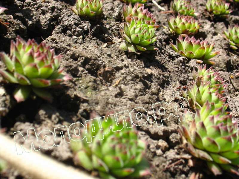 Sempervivum