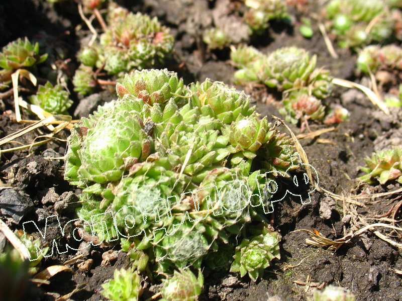 Sempervivum