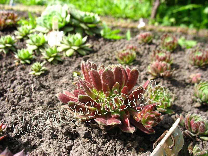 Sempervivum