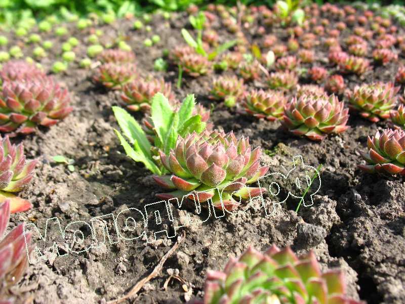 Sempervivum