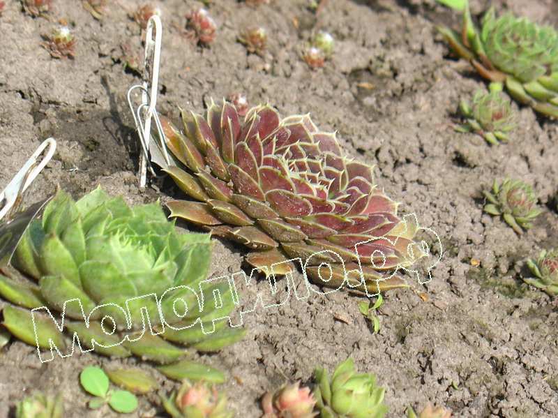 Sempervivum