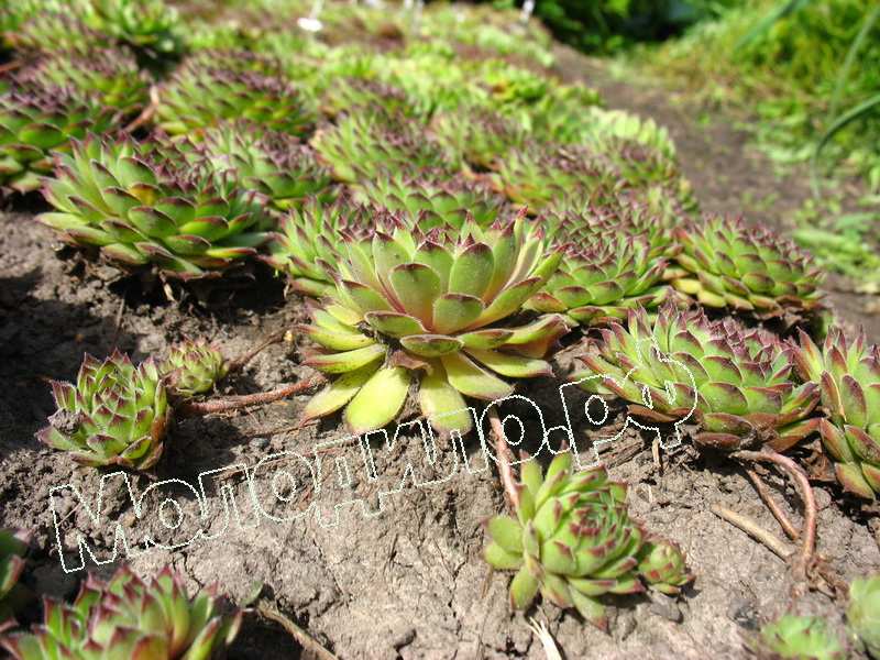 Sempervivum