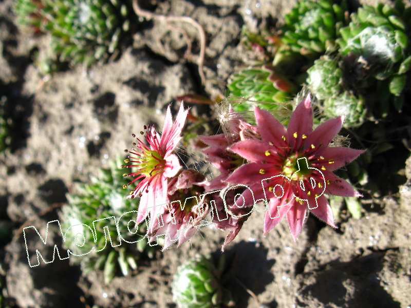 Sempervivum