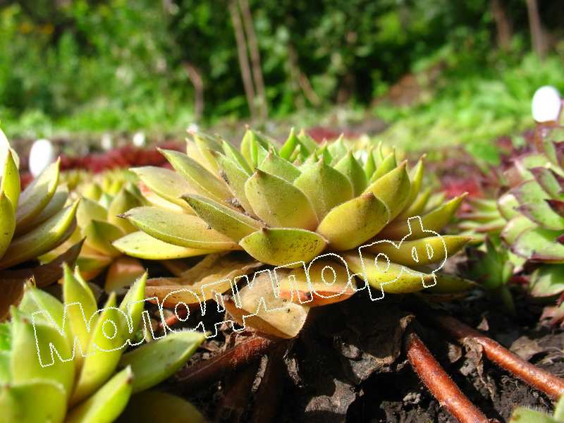 Sempervivum