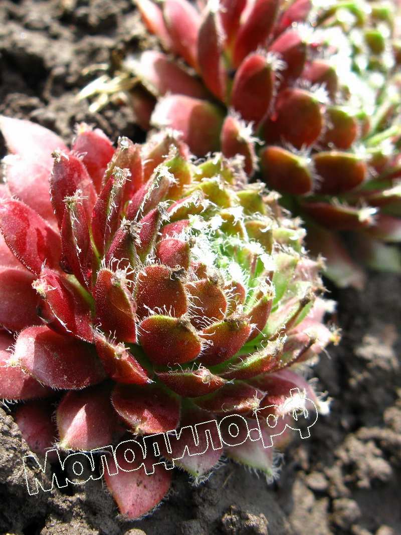 Sempervivum