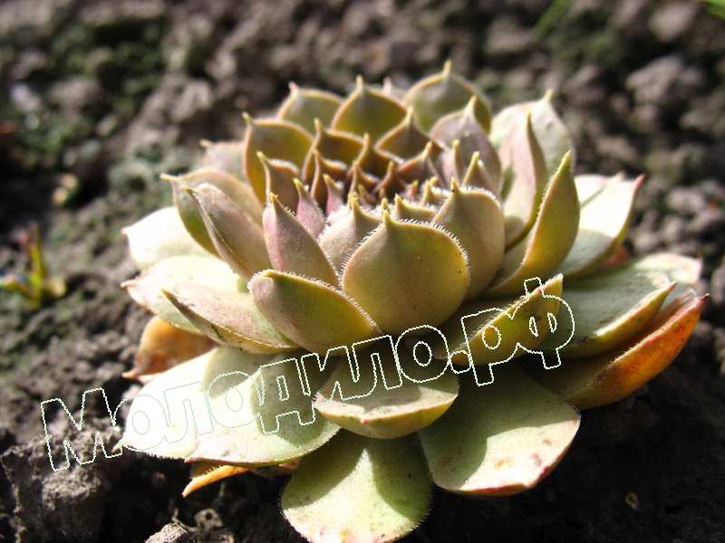 Sempervivum